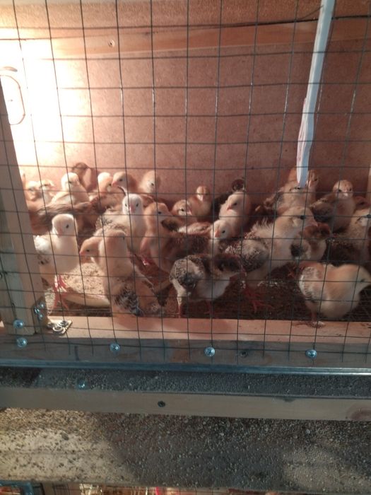 Хан Хяп жужалари, тухумлари сотувда