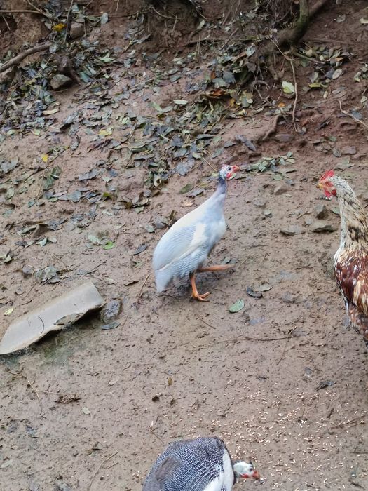 Disponibili bibilici masculi