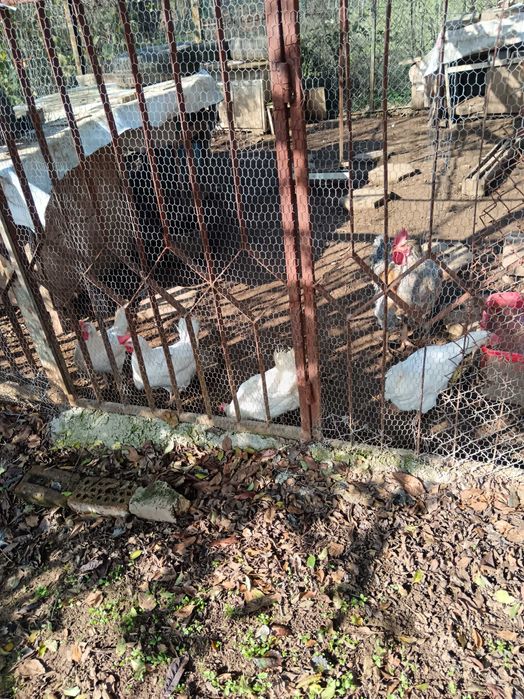 Кокошки порода Бял легхорн