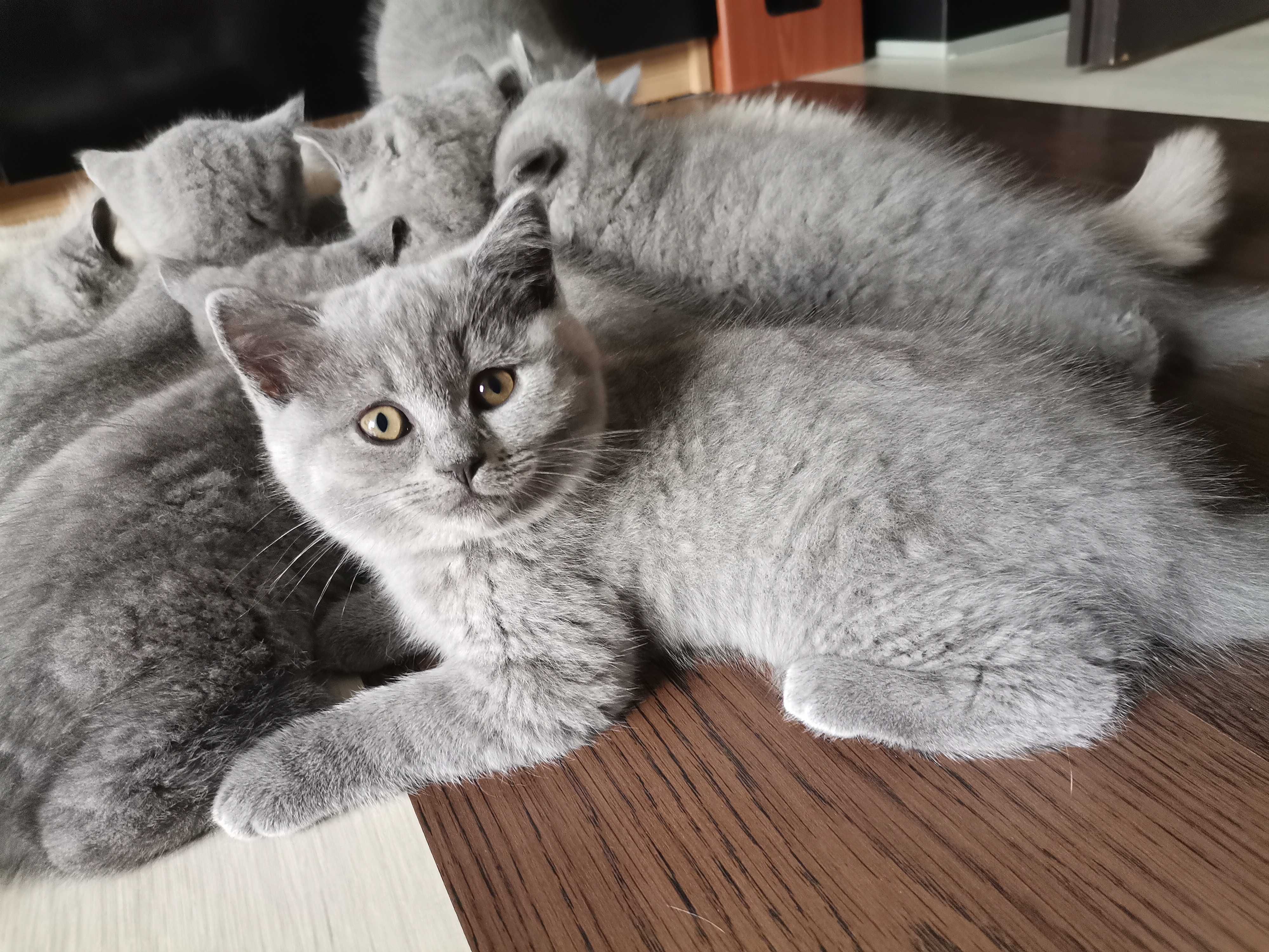 British shorthair blue