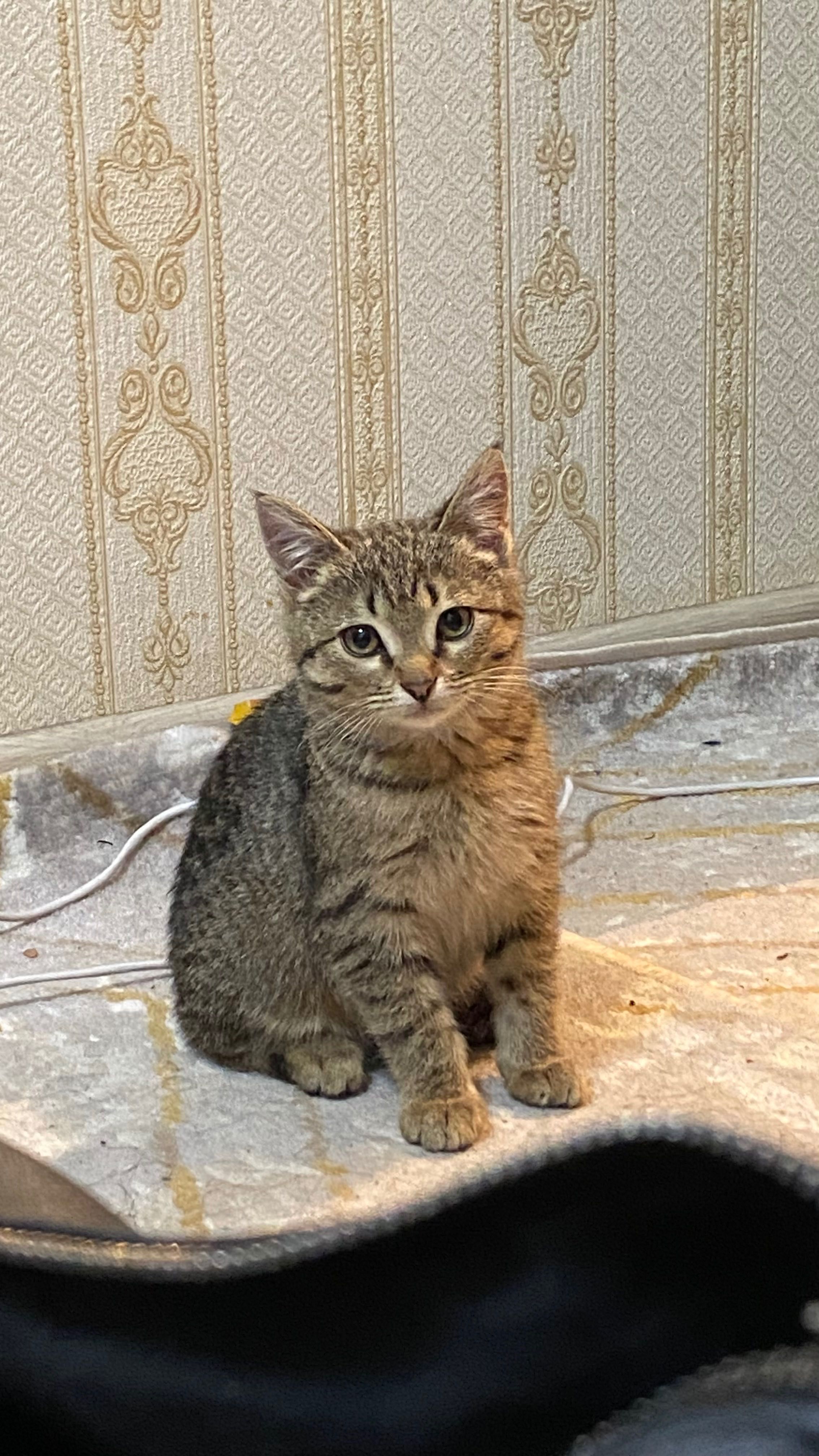 Отдам котенка 2 месяца ,девочка.