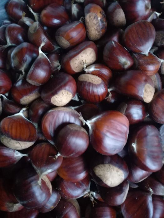 Castane comestibile din Maramureș