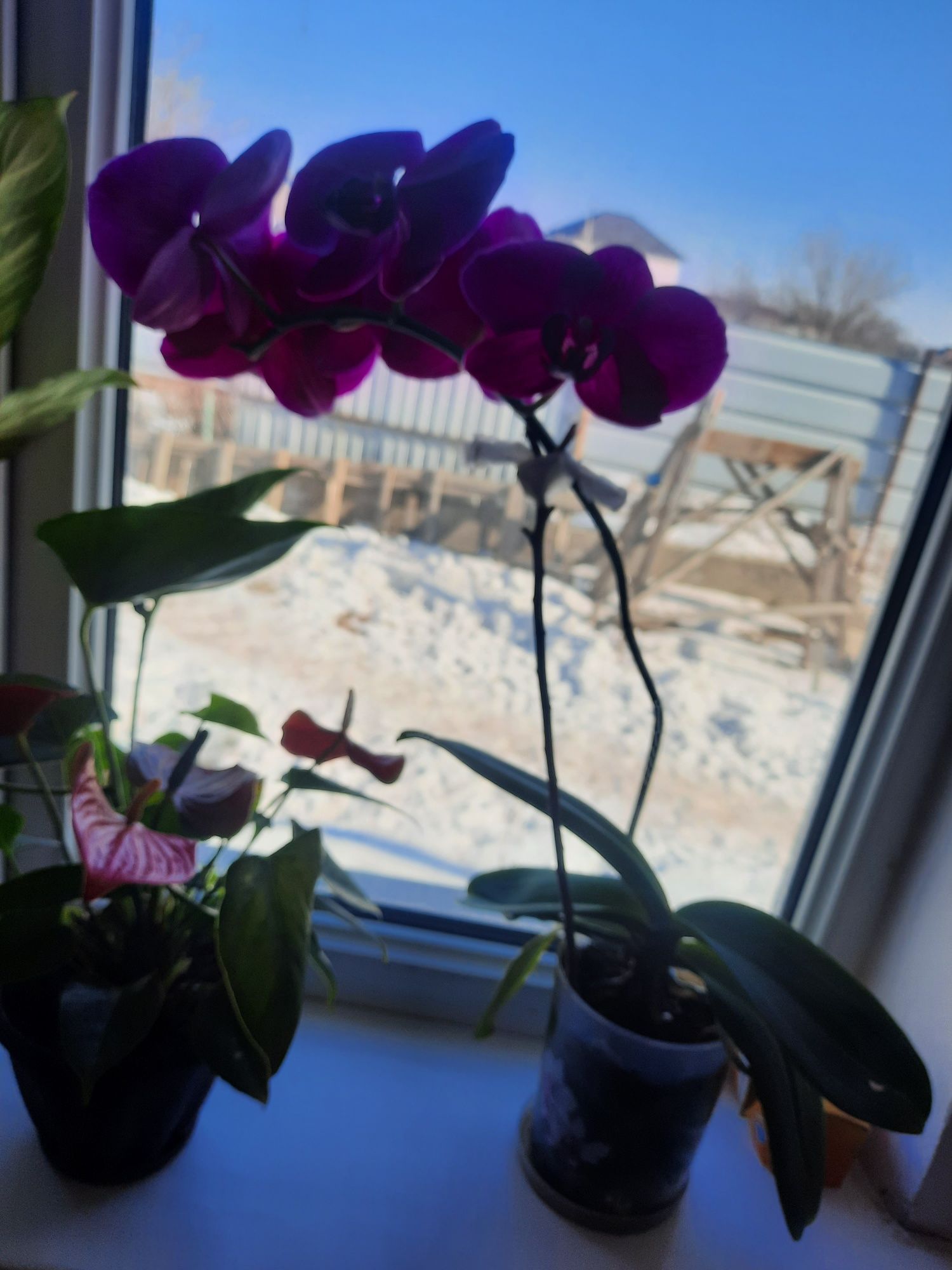 Продам цветок  Орхидея