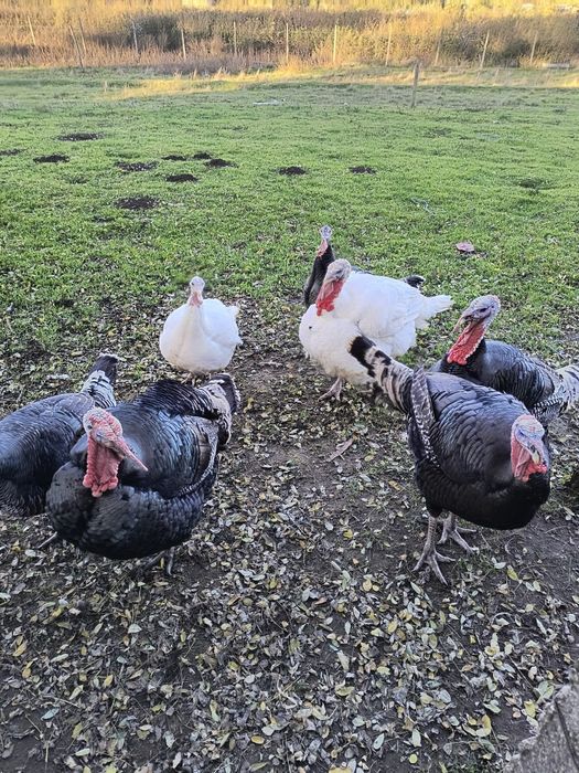 Vând curcani crescuți național