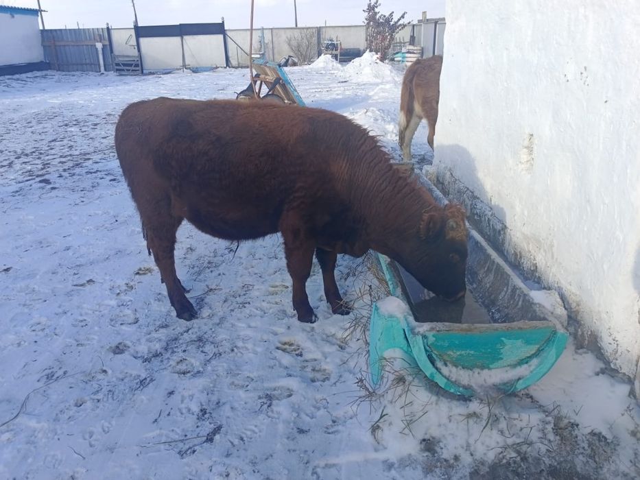 Продам молодого бычка