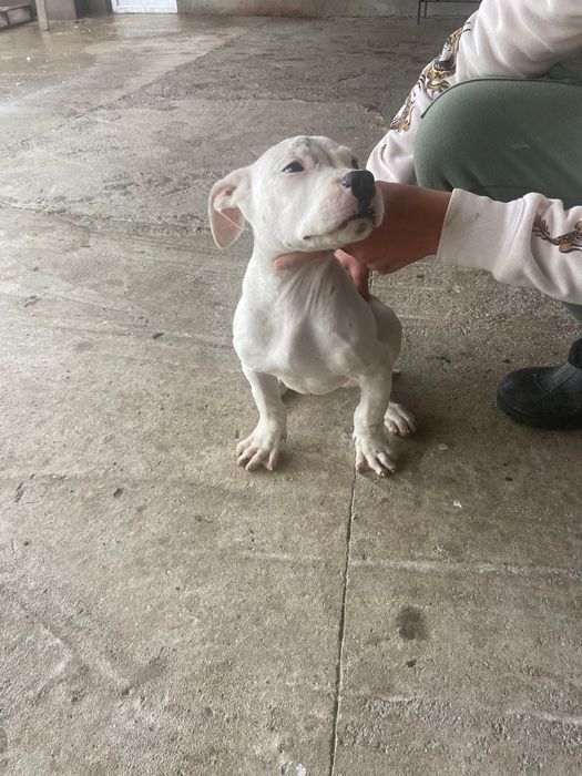 Dog argentinian femelă