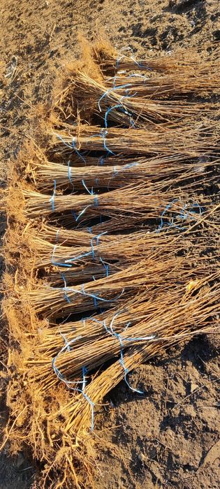 Puieți de plop energetic