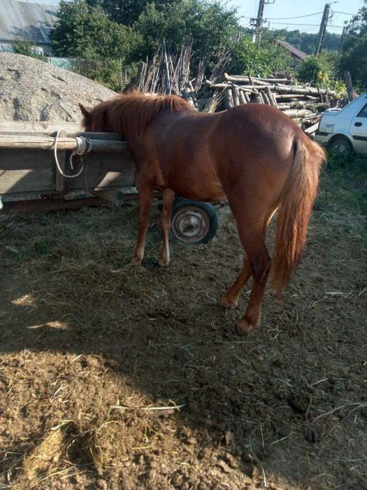 Iapa 6 ani de vanzare