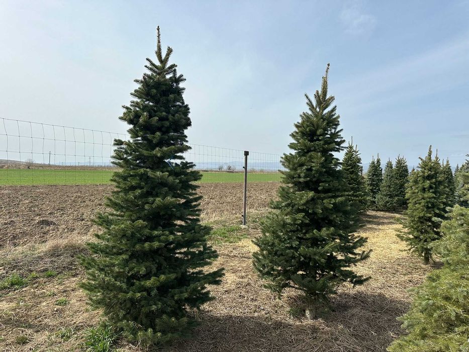 Brazi de calitate, gata de plantare – Direct din pepinieră!