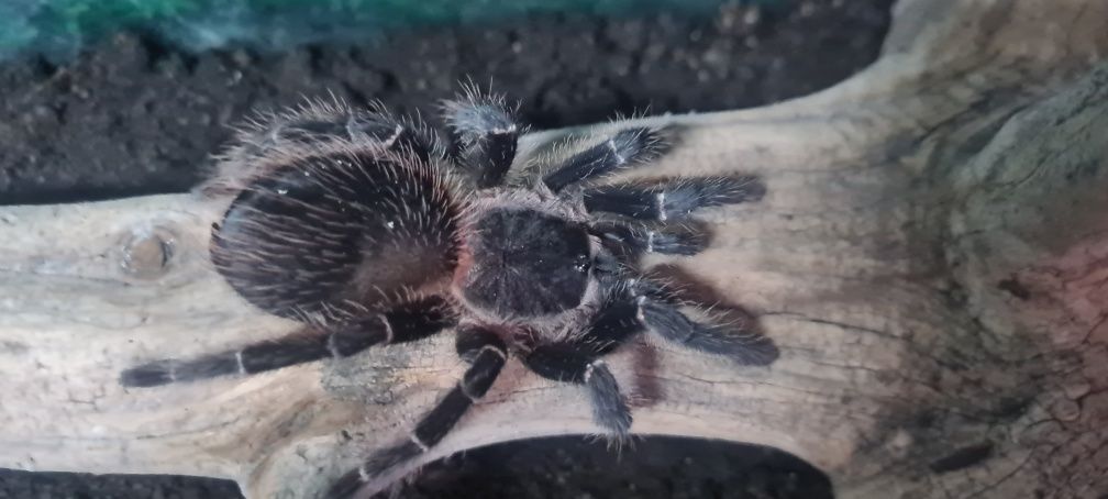 Vând tarantula Lasiodora parahybana