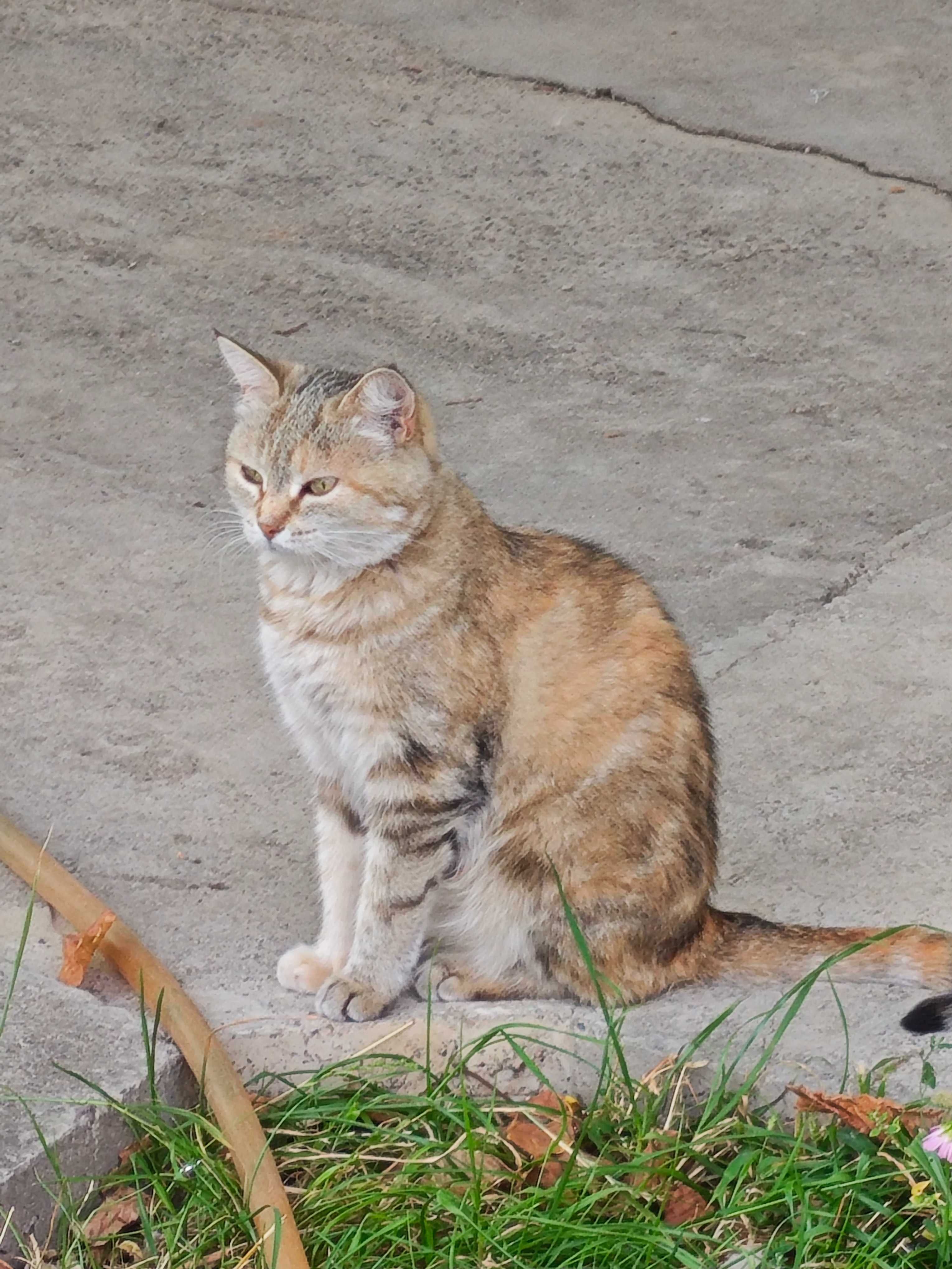 Отдам кошку и 3 котят в добрые руки