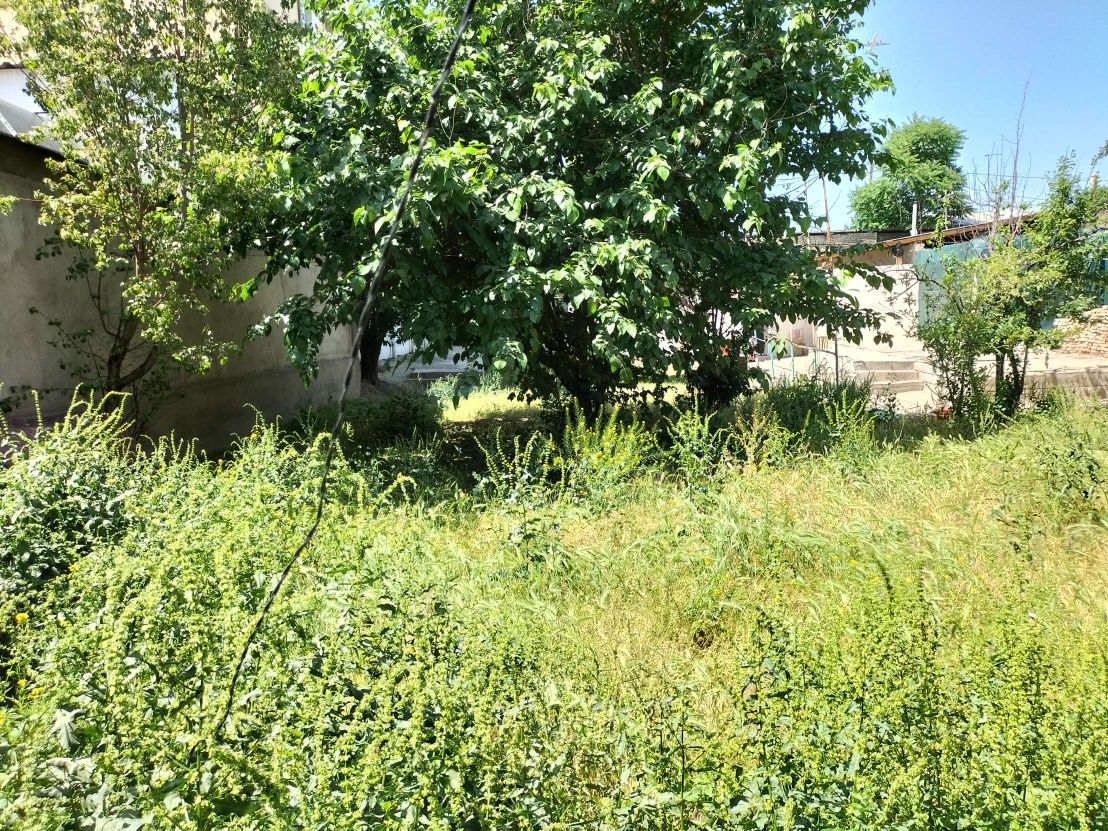 Фергана Йули 12 с