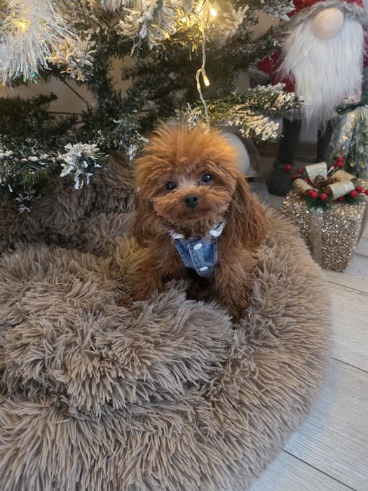 Тийкъп момиче на 1 година