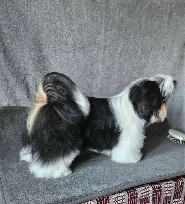 Băiat Shih Tzu în vârstă de 6 luni