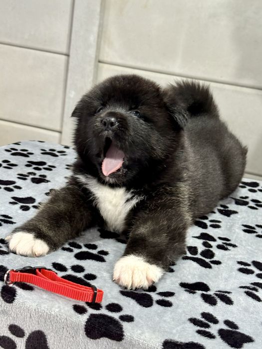 Pui Akita American cu Pedigree