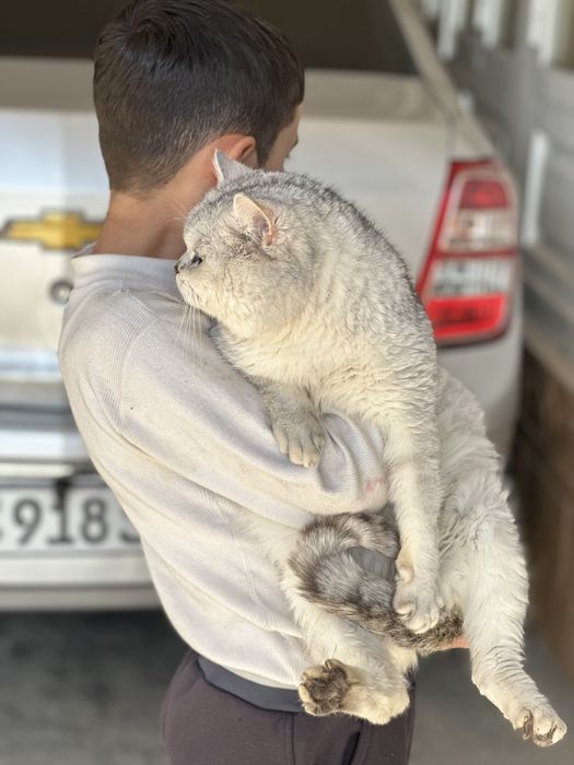 Britaskiy Seribristiy shinshilla