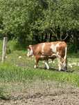 Vand taur baltat 15 luni