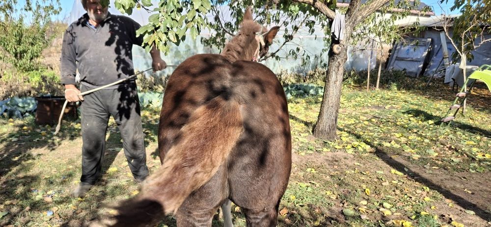 Manz tanar de vanzare