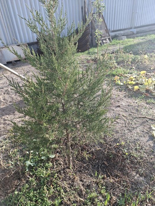 Продаётся можжевельник .