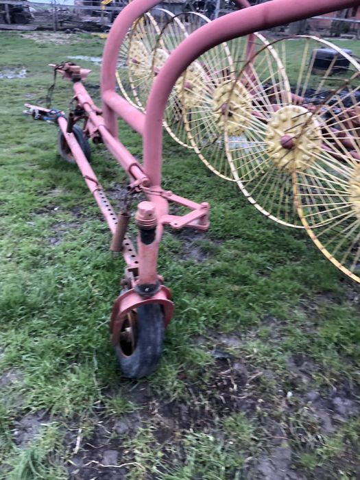 Grebla raza soarelui