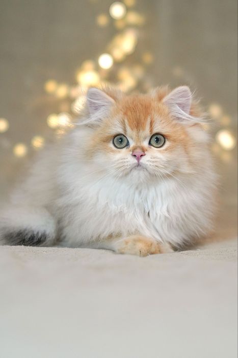 Британская золотая шиншилла