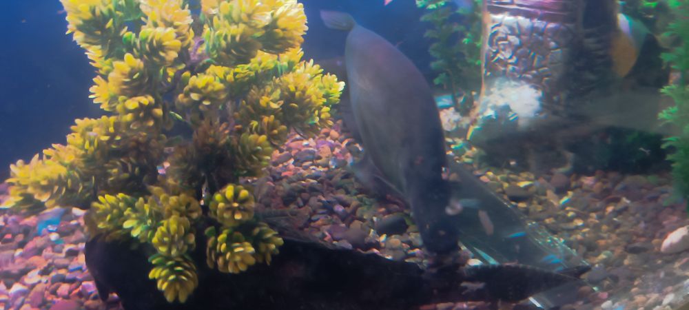 Баликлари сотилади