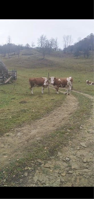 Vand vaca si juninca