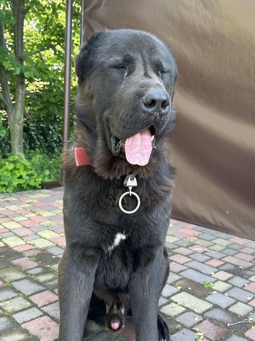 Вязка Алабай кабель