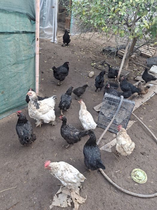 Damashniy tovula 10 11 12 oyli aralash soglom