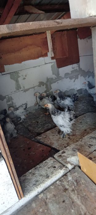 Pui pragma de vanzare