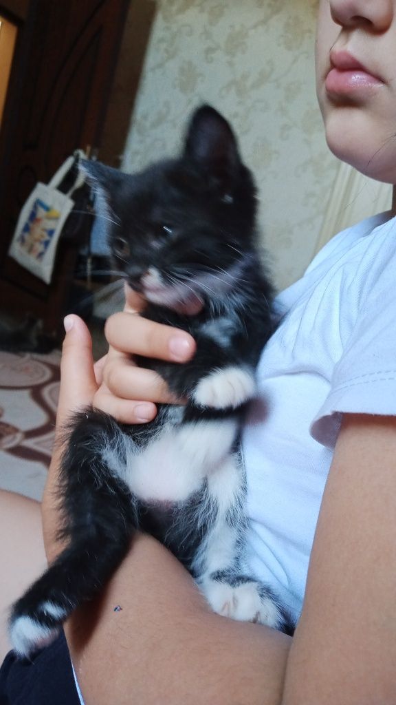 Отдам котят в заботливые руки