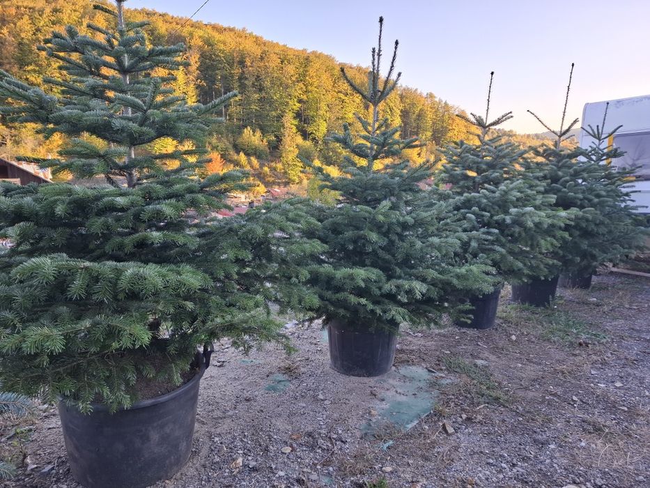 Brazi  și leilandi ieftini  ,,OFERTĂ