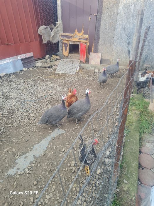 Vând bibilici  2,3. Kilograme