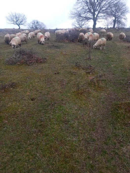 oi tinere de vanzare