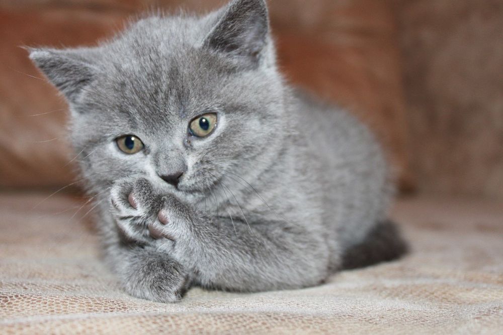 Котята Скоттиш Страйт чистокровные