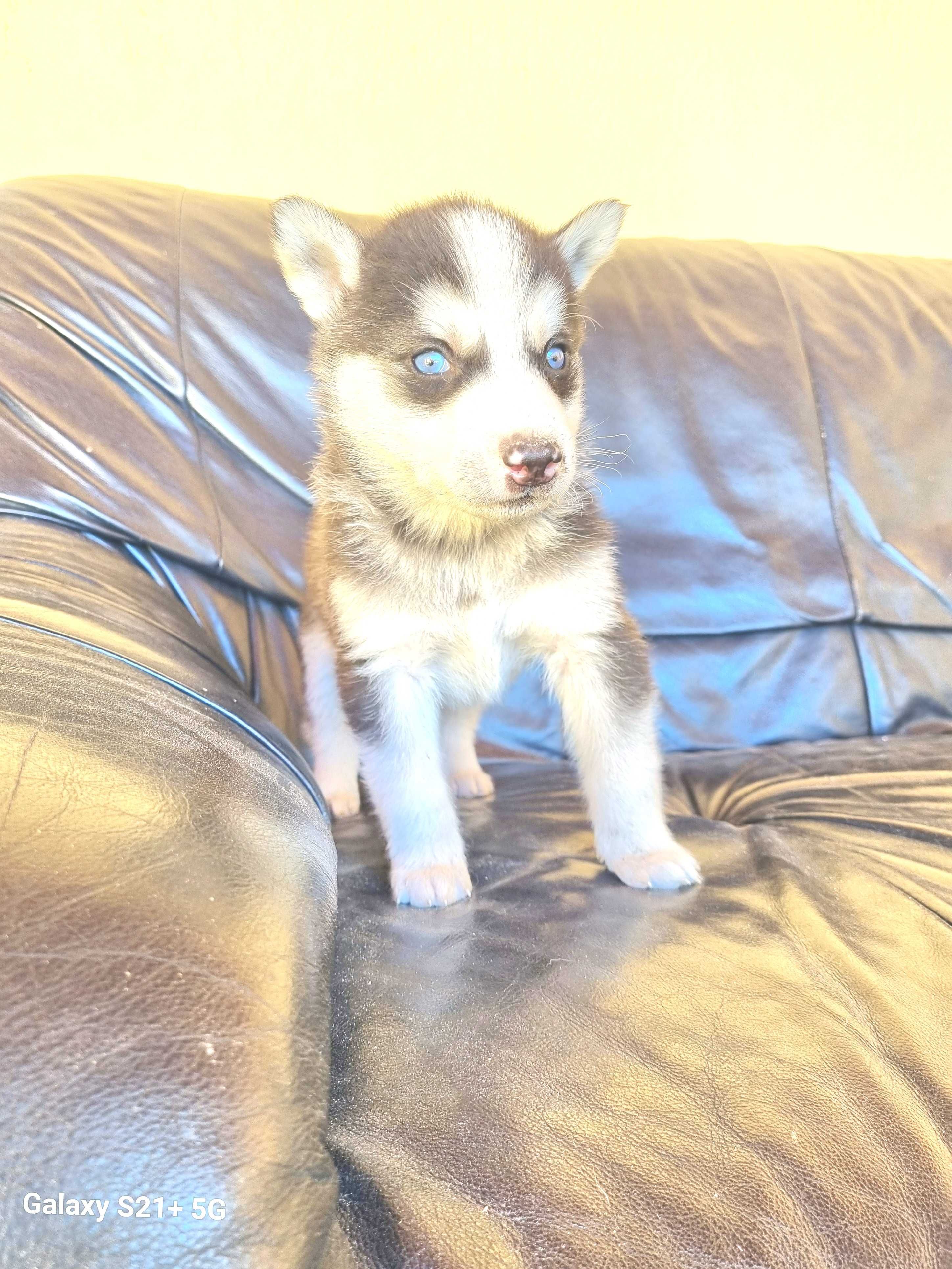 Catel husky Siberian