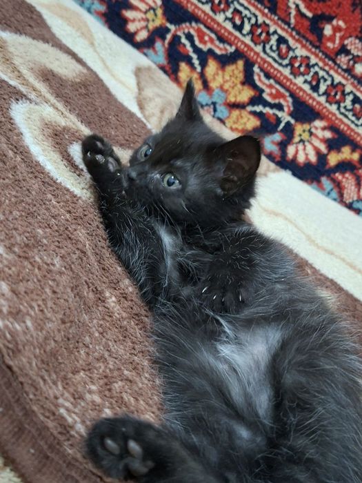 Продается котенок