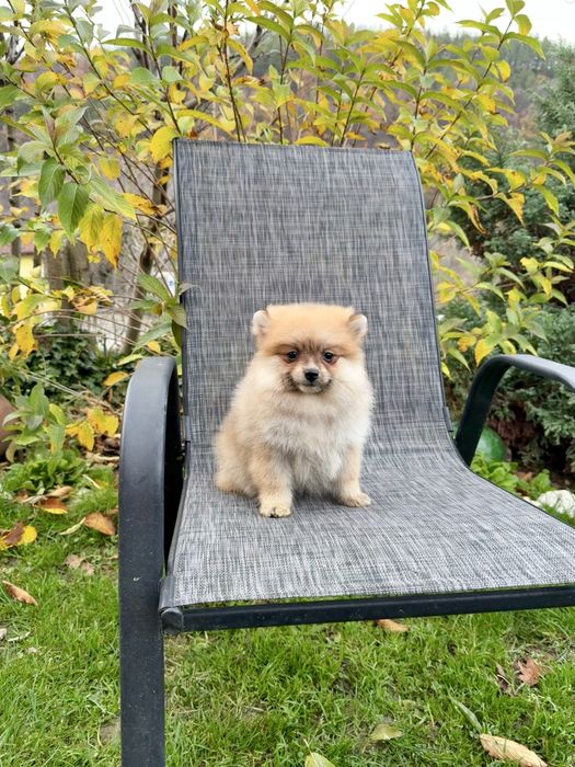 Померан момиче със втора ваксина.Померанче