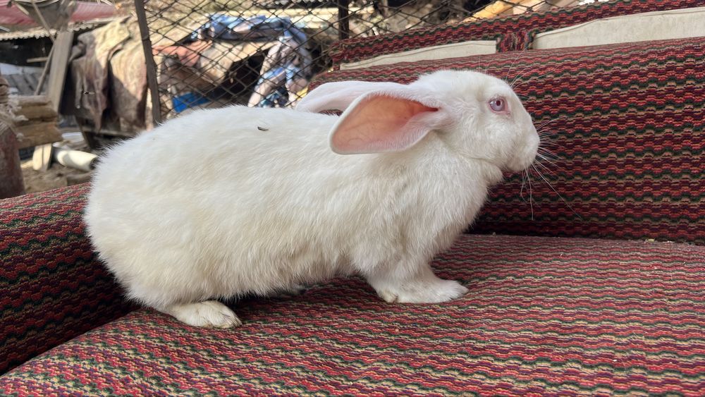 Продаются кролики полувеликаны Куйонлар сотилади