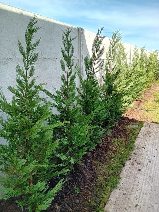 Vând chiparos cupresus leylandi