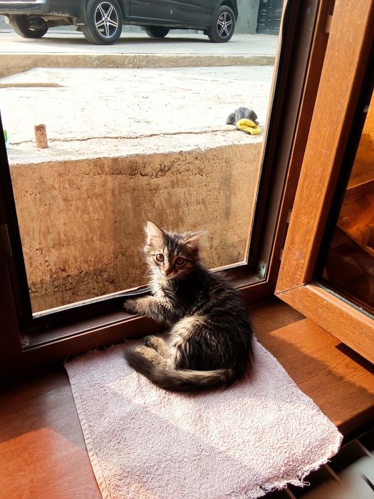 Отдам даром в хорошие руки