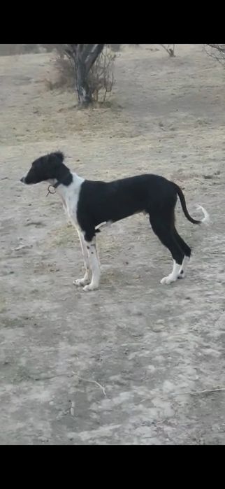 Тазы кушік сатылады