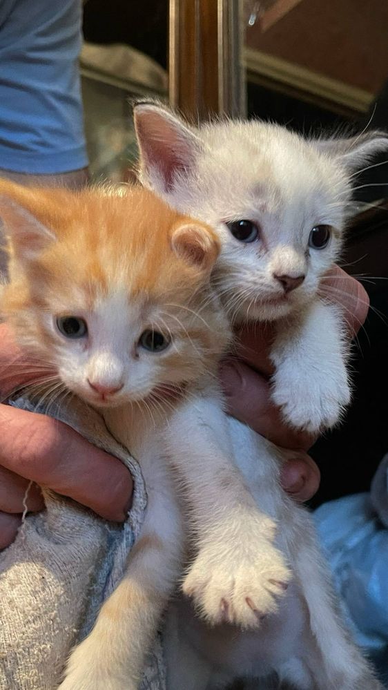 продам котят в хорошие руки
