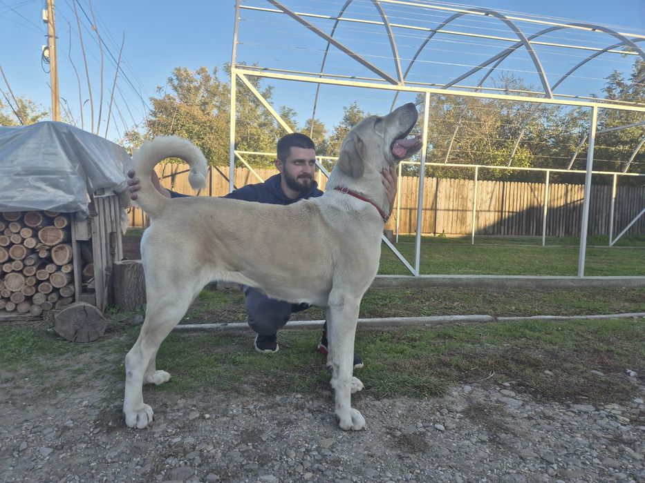 Femela Ciobanesc de Asia Centrala