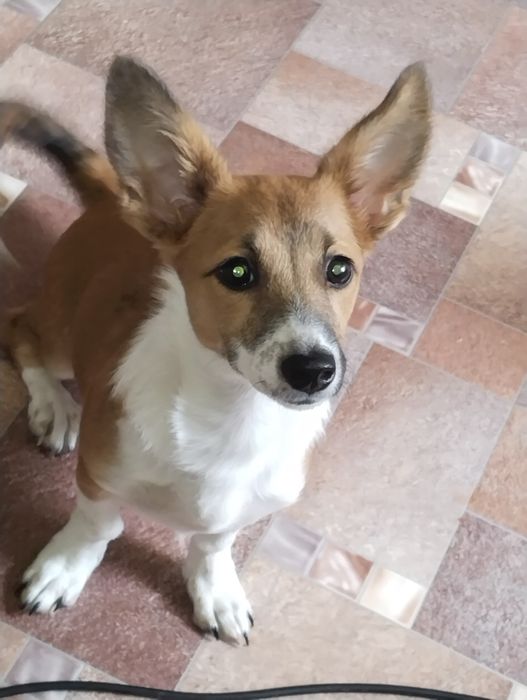 Отдам даром сабачку в добрые руки