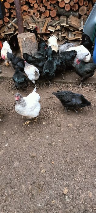 Puicuțe de vânzare