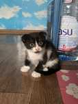Котенок карликовый вислоухий