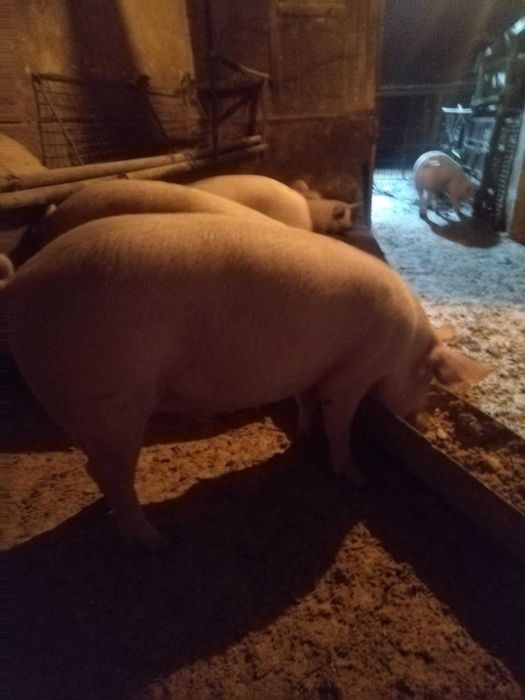 Угоени прасета 100/120 кг