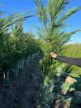 Cupressus leylandii 
Livram în toată țara