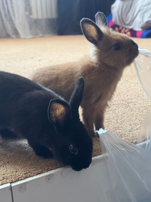 Декоративные кролики